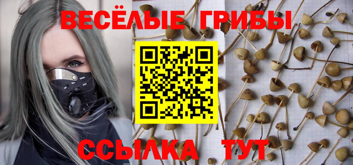 Псилоцибиновые грибы Cubensis  магазин продажи   Галлюциногенные грибы Psilocybe  Алексин  Вход с VPN 